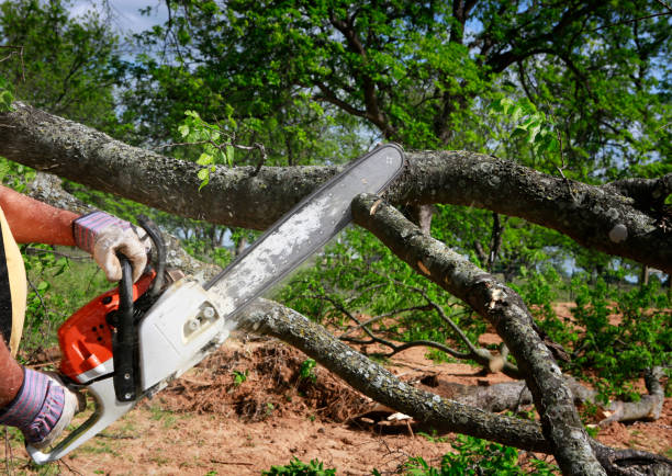 Tree and Shrub Care in Pine Level, AL